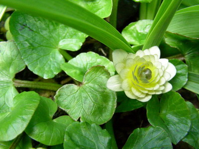 Ranunculus_ficaria_Ken_Aslet_DSCN1733_Bildgroe_andern.jpg