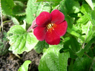 Primula_Cowichan_reinrote_Tone_DSCN1772_Bildgroe_andern.jpg