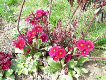 Primula_Cowichan_rote_Tone_DSCN1775.jpg
