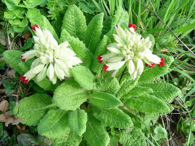 Primula_veris_Sunset_Shades_DSCN1771.jpg
