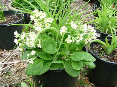 Primiula_elatior_DSCN1721.jpg