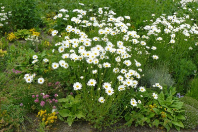 Landesgartenschau Beelitz 2023 323.jpg