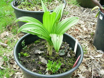 Veratrum_nigrum_DSCN1726_Bildgroe_andern.jpg