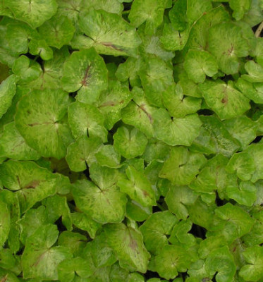 Ranunculus_ficaria_Chedglow_001.jpg