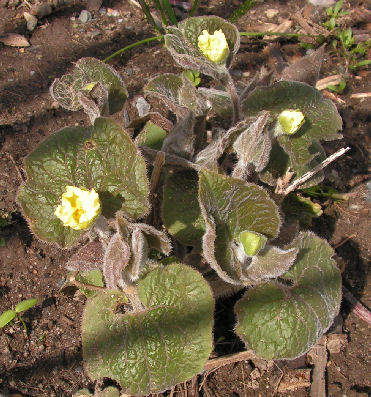 Saruma_henryi_027.jpg
