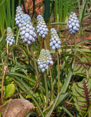 Muscari_Jenny_Robinson040.jpg