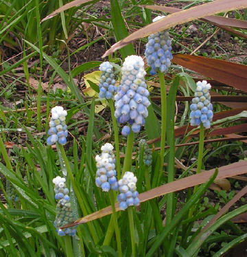 Muscari_Peppermint_007.jpg