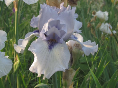 TB Margaret Viola White.JPG