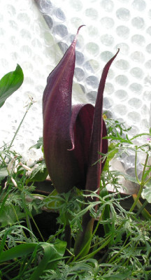 Arum_purpureospathum_010.jpg