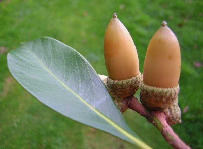 77acorns2.jpg