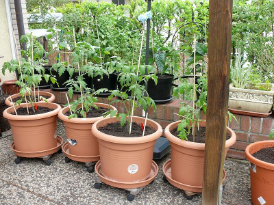 220521_Tomaten und Chili Teil 1.jpg