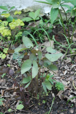 Jeffersonia_ladiert.jpg
