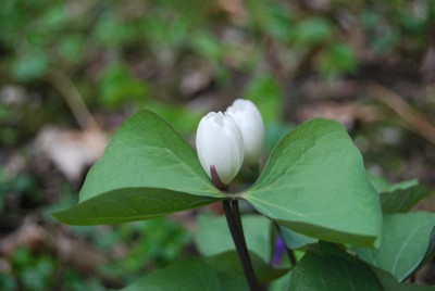 Jeffersonia_okay.jpg