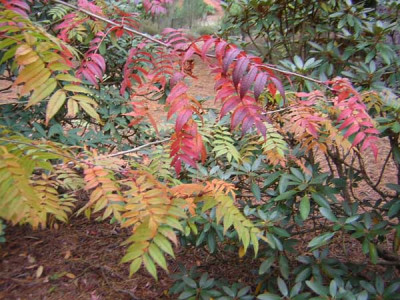 77Sorbus_commixta_rufoferr.jpg