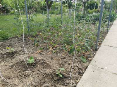 Tomaten20220521.jpeg