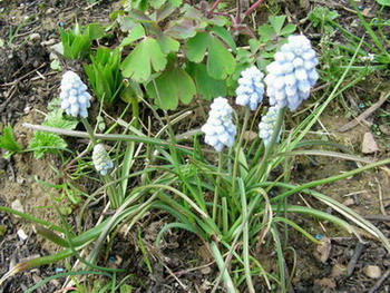 Muscari_Valerie_Finis_DSCN1783.jpg