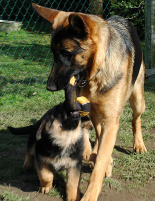 Nepja-Aatira0871.jpg