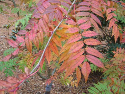 77Sorbus_comm_rufo1.jpg