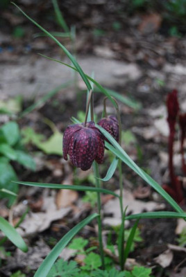 F.meleagris_rot.jpg