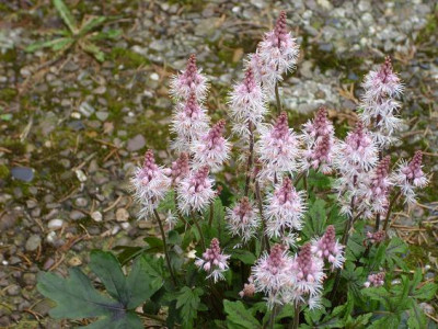 10.4..2008_032_2.mkl_Tiarella.JPG