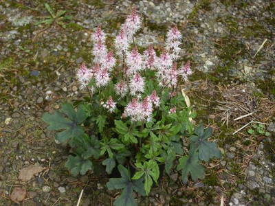 10.4..2008_02719mkl_Tiarella.JPG