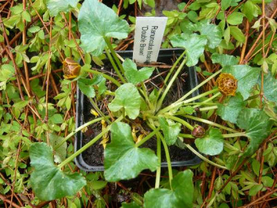 Ranunculus_Double_Brown.jpg