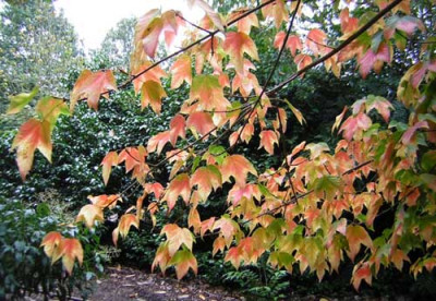 77Acer_sinopurpurascens.jpg
