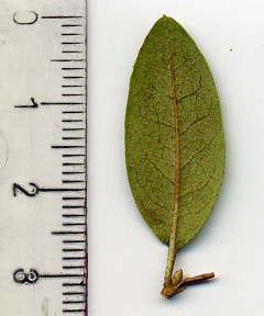 unbek.Rhodo-Blattruckseite.jpg