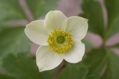 Anemone_aus_china_2_Groenveranderung.JPG