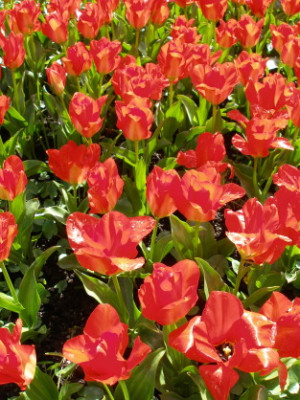 Tulipanrot.jpg