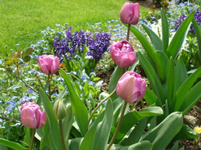 Tulpe_Lila_unbekannt.jpg
