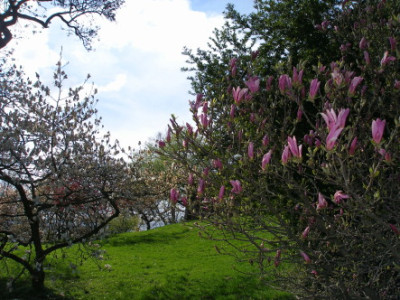 Magnolienwiese_II.jpg
