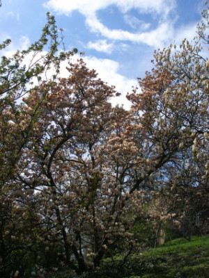 Fruhlingshimmel_uber_Magnolie_III.jpg