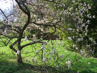 MagnolieIV.jpg