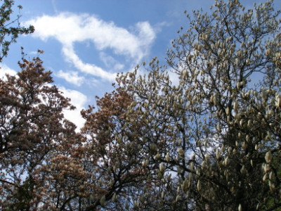 Fruhlingshimmel_und_Magnolien_V.jpg
