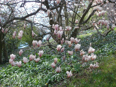 Barlauch_und_Magnolie_VI.jpg