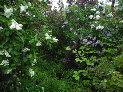 Syringa vulgaris Gruppe Norden   2020-05-12 (12).JPG