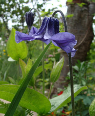 Clematis integrifolia Baby Blue20-1.jpg