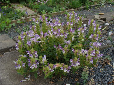 Scutellaria alpina22.jpg