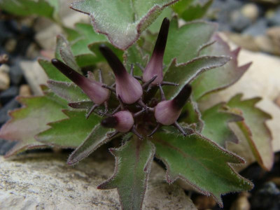 Physoplexis comosa22.jpg