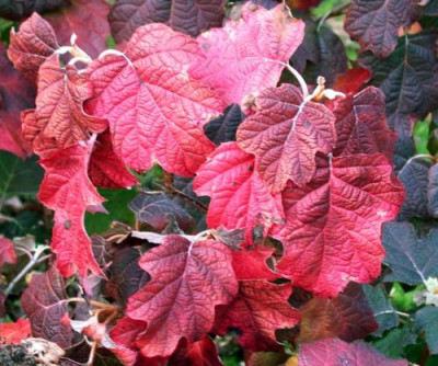 Hydrangea_quercifolia003.jpg