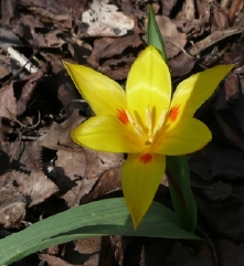 41_tulipa.JPG