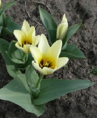 tulipa_anonyma.JPG
