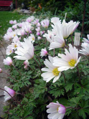 Anemonen_wei.jpg