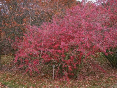 Berberis_consimilis003.jpg