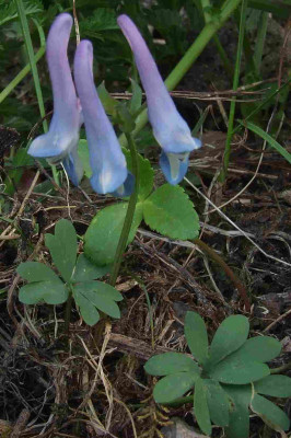 Corydalis_alpestris.jpg