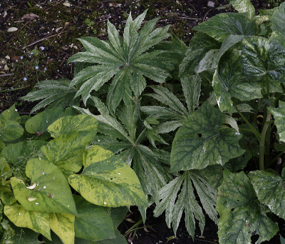 DSC_5179_DxO.jpg