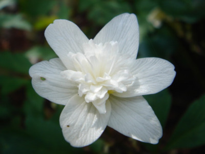 Anemone_nemorosa_Plena.JPG