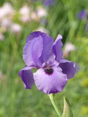 2022-05-24 Iris 'Heimdall' 1.jpg
