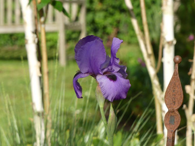 2022-05-24 Iris 'Heimdall' 2.jpg